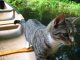 Boating Cat 2.jpg